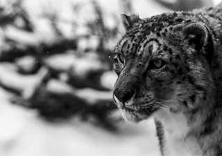 Snow Leopard Vodka glass bottle 0.7 L — photo 4