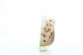 Santa Bremor Octopus Meat in Brine 200g — photo 3