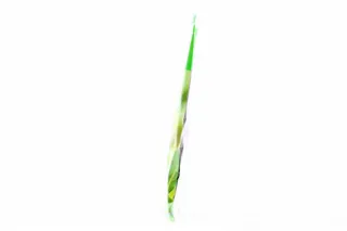 Kamis Bay Leaf 5g — photo 9