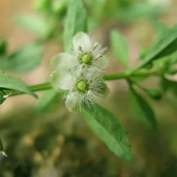 20шт насіння солодки Glycyrrhiza Uralensis Fisch
