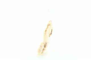 Karolina King Shrimp in Shell B/G 300g x20 — photo 3