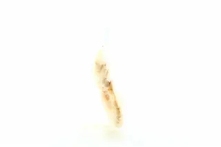 Karolina King Shrimp in Shell B/G 300g x20 — photo 2