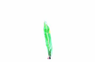 Dobra Gospodarochka Latex Gloves M — photo 2
