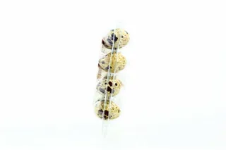Quail Eggs Prodovolchyi Alians 20pcs — photo 3