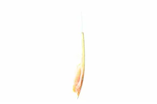 Rif Salmon fillet piece salted 240g — photo 3