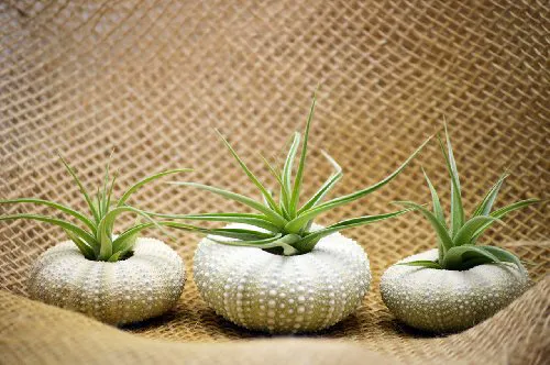 9greenbox - Повітряна рослина Tillandsia Бромелія 3 Подарунковий набір з морським їжаком